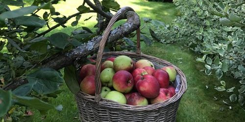 Uteområdet og hage med epletrær